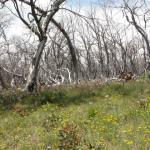 yrtleford - Avventura con il 4x4 sul mt. buffalo national park.